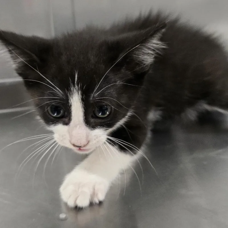A baby small-sized male White Domestic Short Hair cat named Grumpy for adoption in Washburn, MO