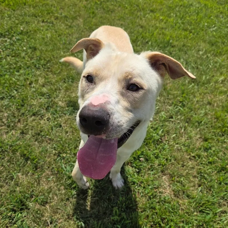 An adult large-sized male Yellow Labrador Retriever dog named Dan for adoption in Pontiac, IL