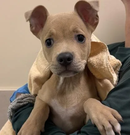 A baby small-sized male Terrier dog named Zim for adoption in Honolulu, HI