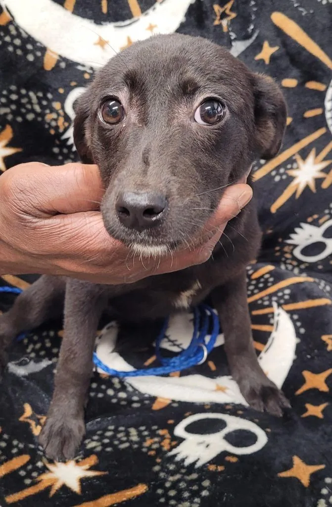 A baby small-sized female Labrador Retriever dog named Magic for adoption in Hopkinsville, KY