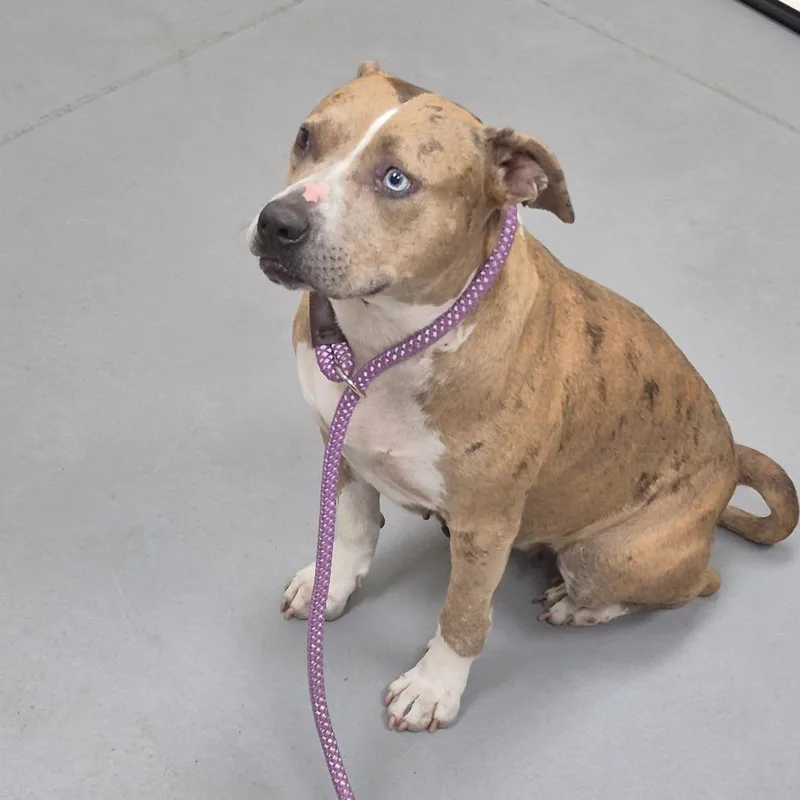 An adult medium-sized female Brown / Chocolate Mixed Breed dog named StrayLongMontLane for adoption in Columbus, GA