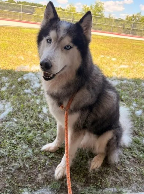 An adult large-sized male Husky dog named Linus for adoption in Baytown, TX