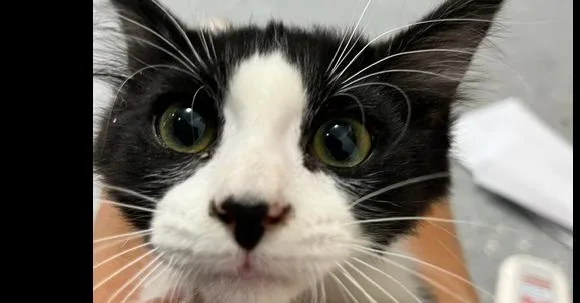 A baby small-sized male Black & White / Tuxedo Domestic Short Hair cat named Baby Bear for adoption in Anoka, MN