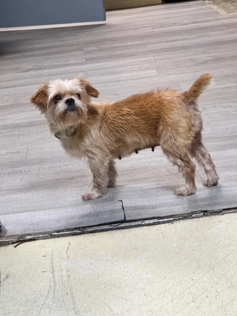 A senior small-sized female Yorkshire Terrier dog named Bonnie for adoption in Murray, KY