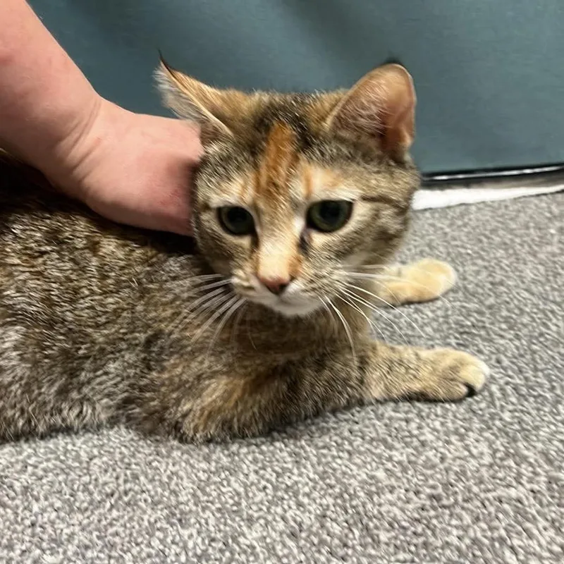A young small-sized female Torbie Domestic Short Hair cat named Jolene for adoption in Pasadena , MD