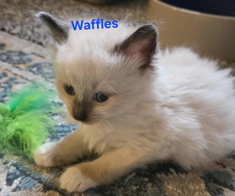 Waffles thumbnail 2