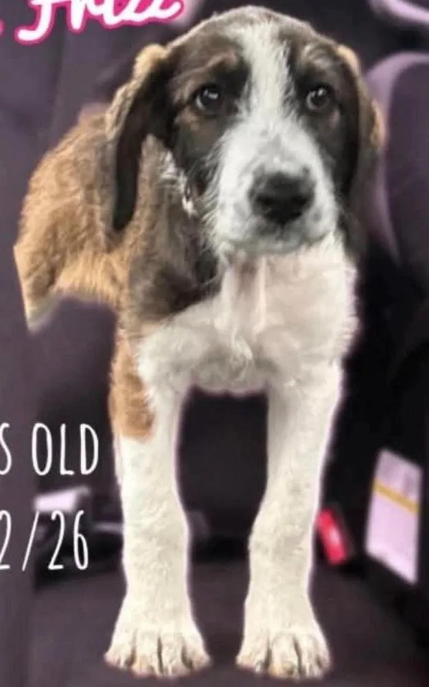 A baby small-sized female Hound dog named Missy for adoption in South Bend, IN