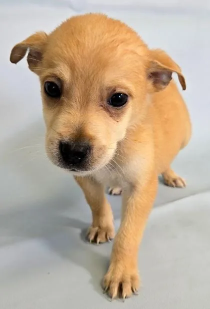 A baby large-sized male Beagle dog named Karl for adoption in Morton Grove, IL