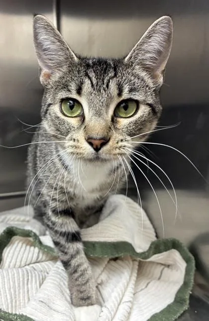 A young small-sized female Domestic Short Hair cat named Lelu for adoption in New Albany, IN