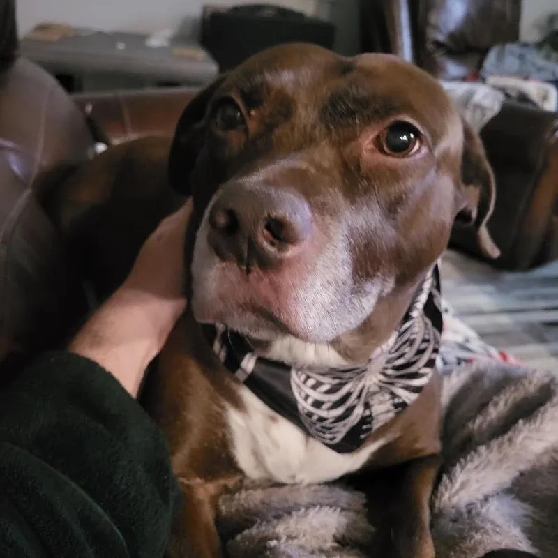 A senior large-sized male Brown / Chocolate American Bulldog dog named Rock for adoption in Dallas, TX