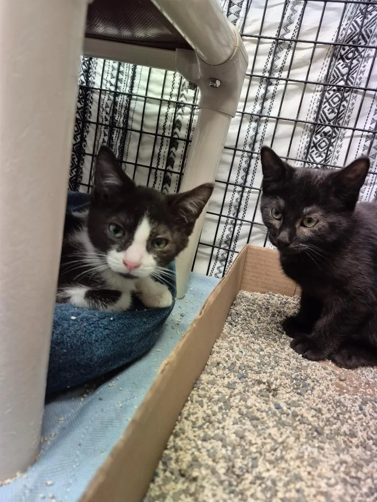 A baby medium-sized male Domestic Short Hair cat named Sapphire for adoption in Cincinnati, OH
