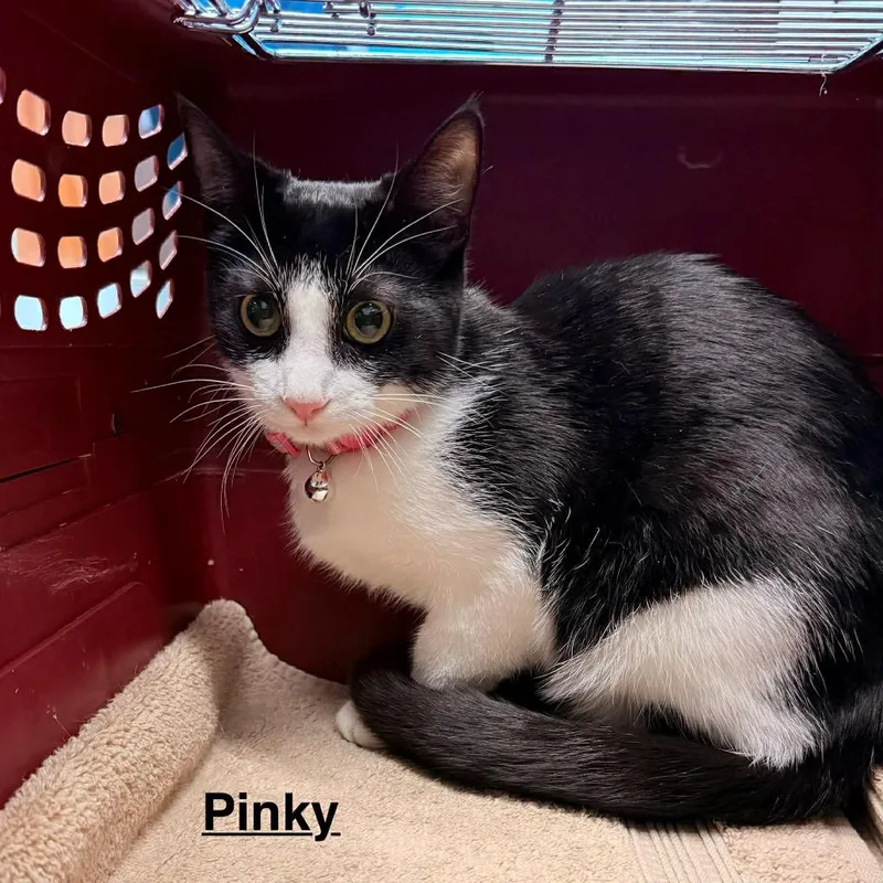 A baby small-sized female Domestic Short Hair cat named Pinky for adoption in Utica, MI