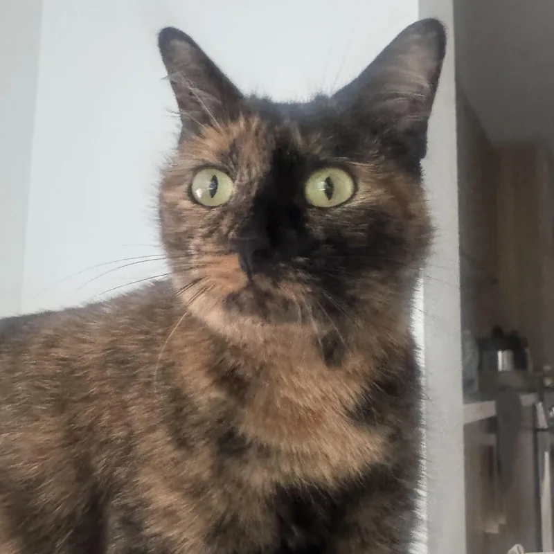 A young medium-sized female Tortoiseshell Domestic Short Hair cat named Money for adoption in Waltham, MA