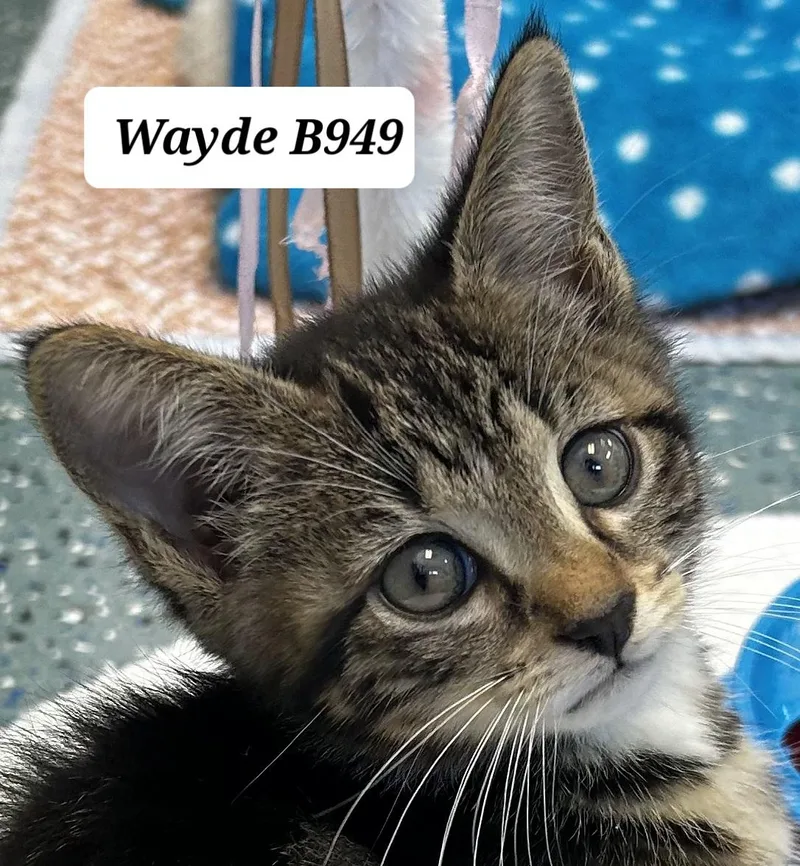 A baby medium-sized male Black Domestic Medium Hair cat named Wayde for adoption in Morganton, NC
