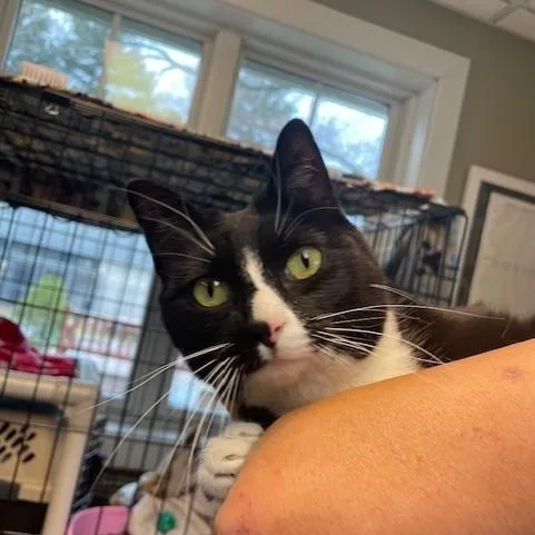 An adult medium-sized female Black & White / Tuxedo Domestic Short Hair cat named Waverly Grace for adoption in Attleboro, MA