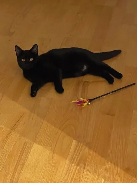 The Most Beautiful Rose