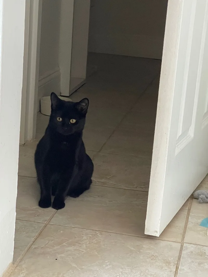 The Most Beautiful Rose thumbnail 2