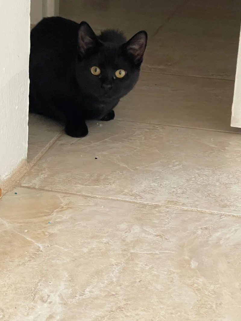 The Most Beautiful Rose thumbnail 3