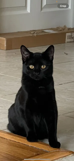 The Most Beautiful Rose thumbnail 4