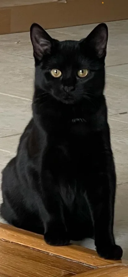 The Most Beautiful Rose thumbnail 5