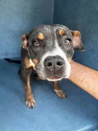 A young medium-sized female Mixed Breed dog named Marley for adoption in Daytona Beach, FL