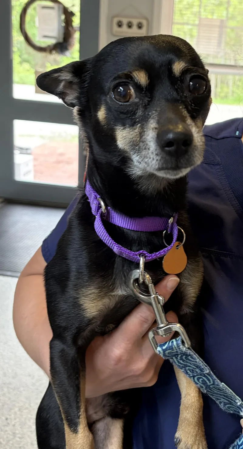 A young small-sized male Bicolor Chihuahua dog named Chucho for adoption in Scituate, MA
