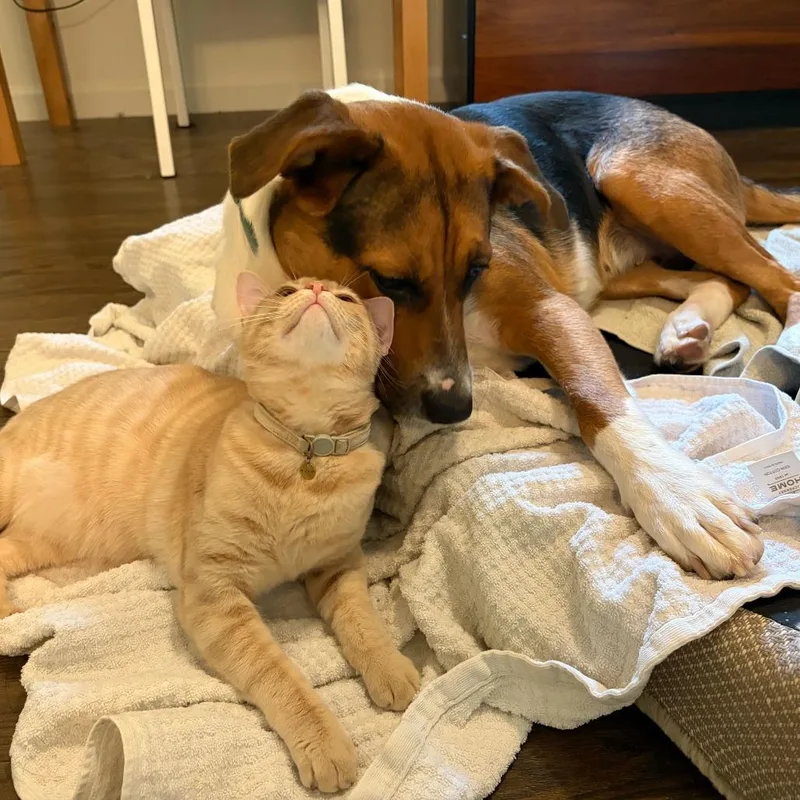 An adult large-sized female Yellow / Tan / Blond / Fawn Hound dog named Mae for adoption in Durham, NC