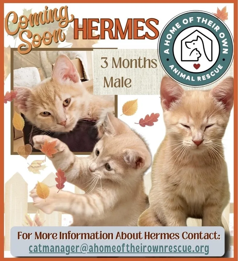 A baby small-sized male Domestic Short Hair cat named Hermes for adoption in Silver Spring, MD