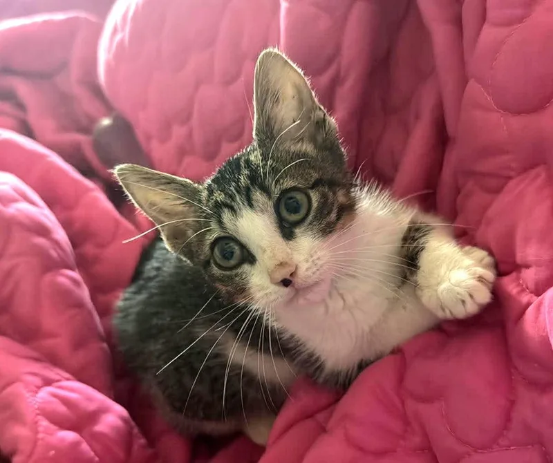 A baby small-sized female Tabby (Tiger Striped) Domestic Medium Hair cat named Olmita for adoption in Gregory, TX