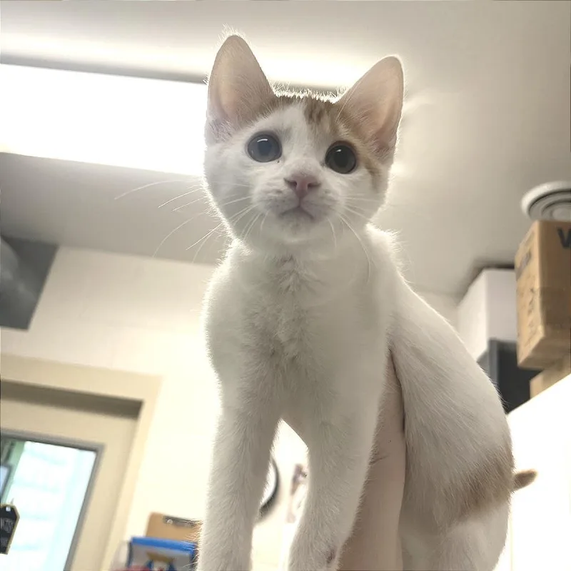 A baby small-sized male Orange / Red Domestic Short Hair cat named Geno for adoption in Albert Lea, MN
