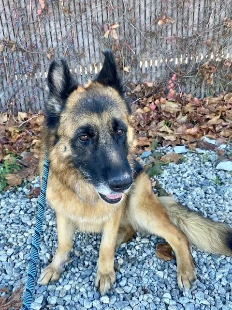 A senior large-sized female Yellow / Tan / Blond / Fawn German Shepherd Dog dog named Elsa for adoption in Sherman Oaks, CA