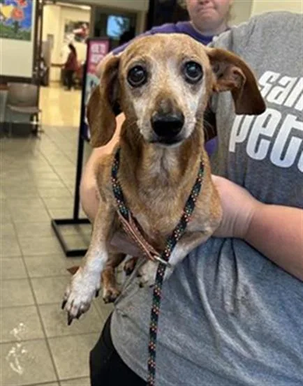 An adult small-sized male Dachshund dog named Moses for adoption in San Antonio, TX
