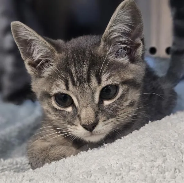 A baby small-sized male Domestic Short Hair cat named Sandstorm for adoption in Oakland, CA