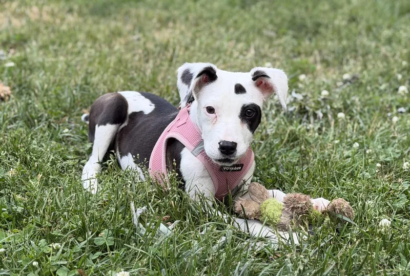 A baby medium-sized female White / Cream Beagle dog named Wren for adoption in Oceanport, NJ