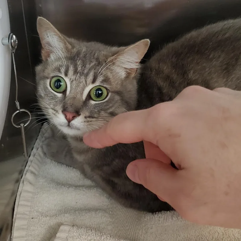 An adult medium-sized male Gray / Blue / Silver Domestic Short Hair cat named Star Gazer for adoption in Greensboro, NC