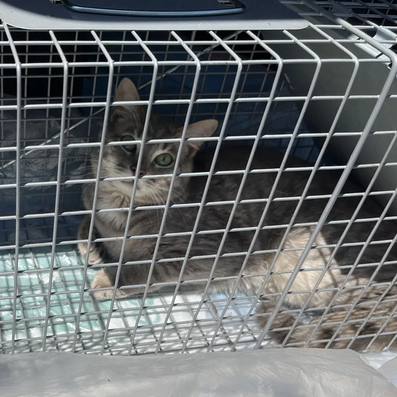 Star Gazer thumbnail 2