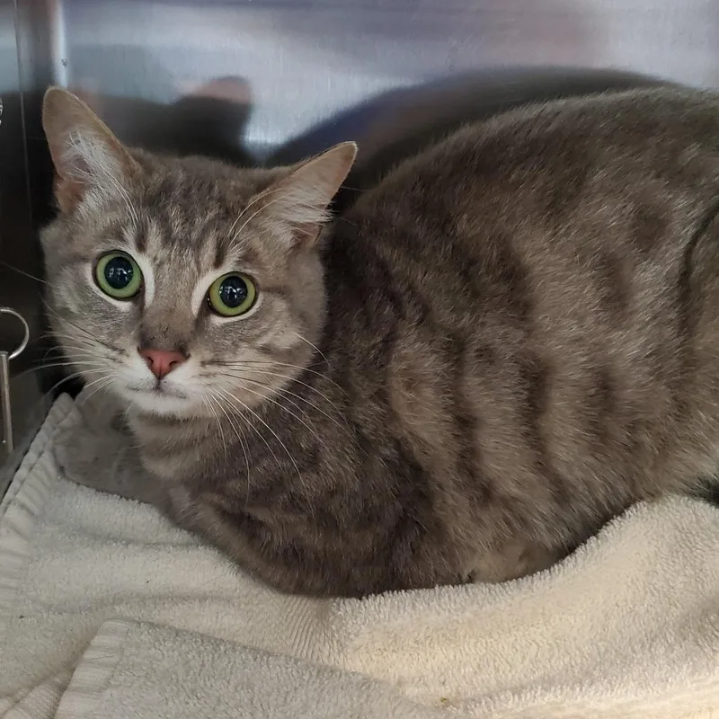 Star Gazer thumbnail 3