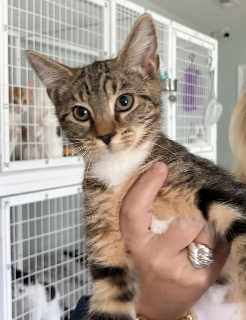 A baby medium-sized male Tabby cat named Boots for adoption in Suffolk, VA
