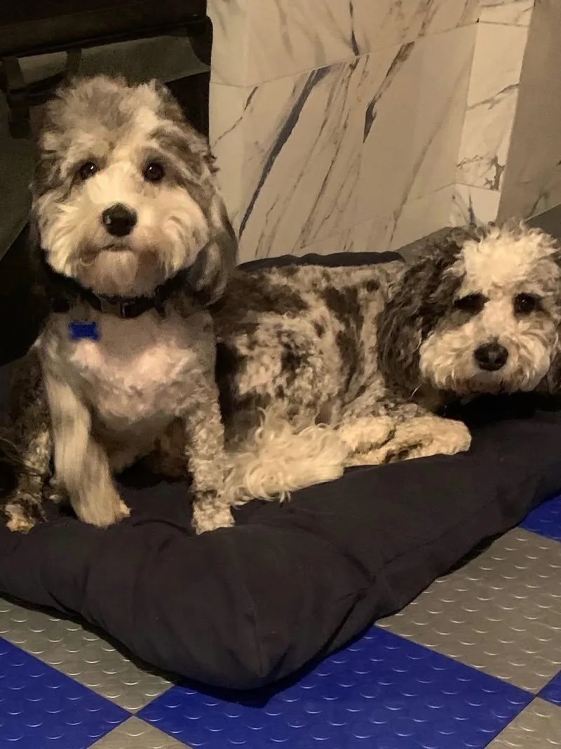 An adult medium-sized male Gray / Blue / Silver Sheepadoodle dog named Rex and Rocky a for adoption in Stamford, CT