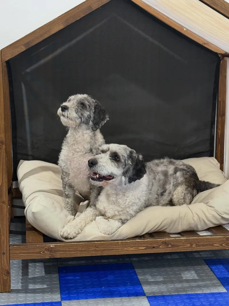 Rex and Rocky a thumbnail 2