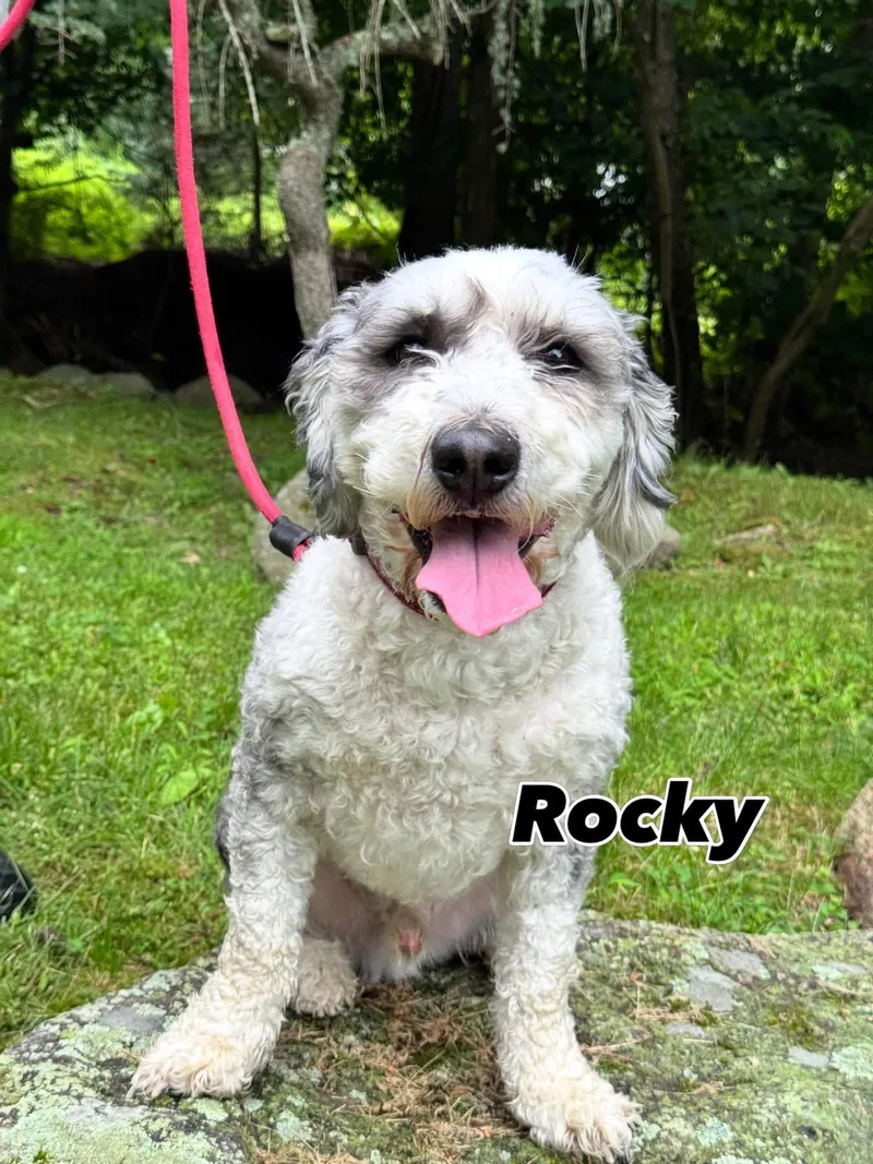 Rex and Rocky a thumbnail 3