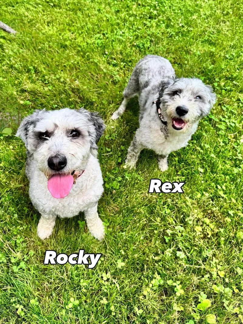 Rex and Rocky a thumbnail 5