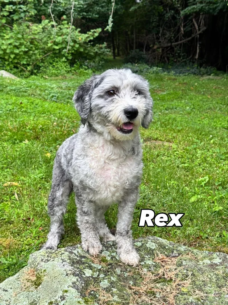 Rex and Rocky a thumbnail 6