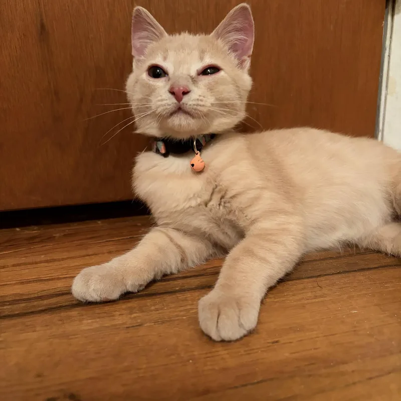 A baby medium-sized male Domestic Short Hair cat named Zayn for adoption in Royal Oak, MI