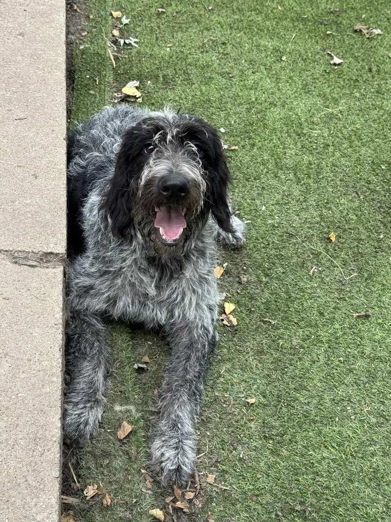 A young medium-sized female German Wirehaired Pointer dog named Juno the best sweetest for adoption in RUSSIAVILLE, IN