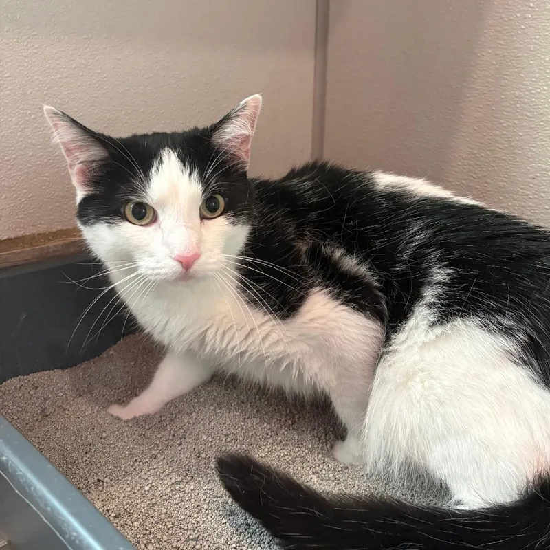 An adult medium-sized female White Domestic Short Hair cat named Zoey for adoption in West Des Moines, IA