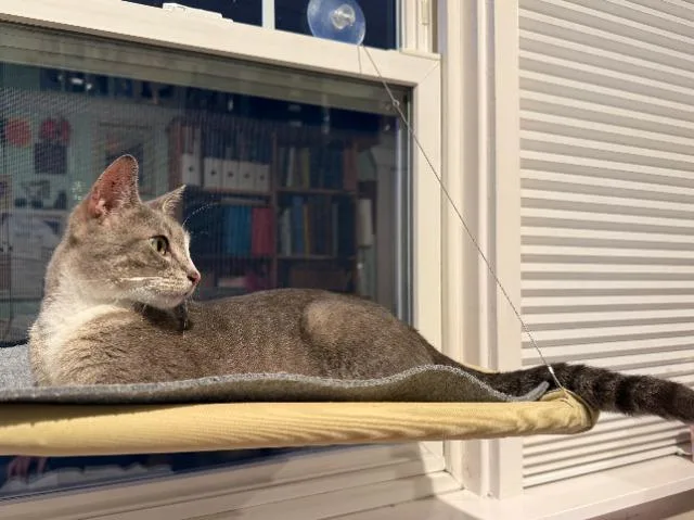 A young medium-sized female Domestic Short Hair cat named Stormy for adoption in Shoreline, WA