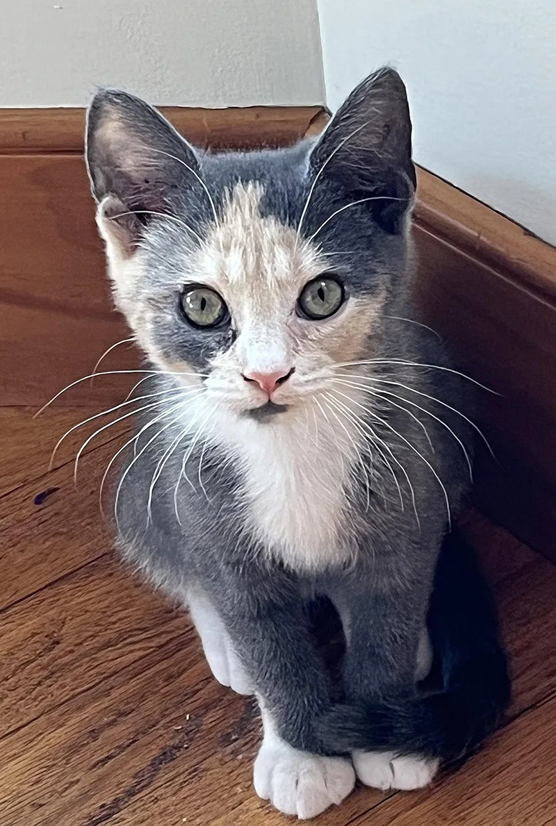 A baby medium-sized female Dilute Calico cat named Tammi for adoption in Whitehall, PA