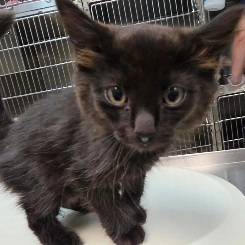 A baby small-sized male Black Domestic Short Hair cat named Bambino for adoption in Newark, NJ