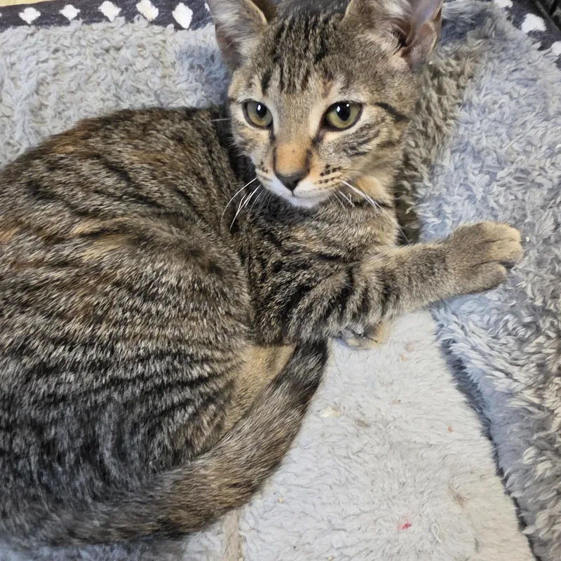 A baby small-sized female Torbie Domestic Short Hair cat named Cumin for adoption in Lawrenceville, GA
